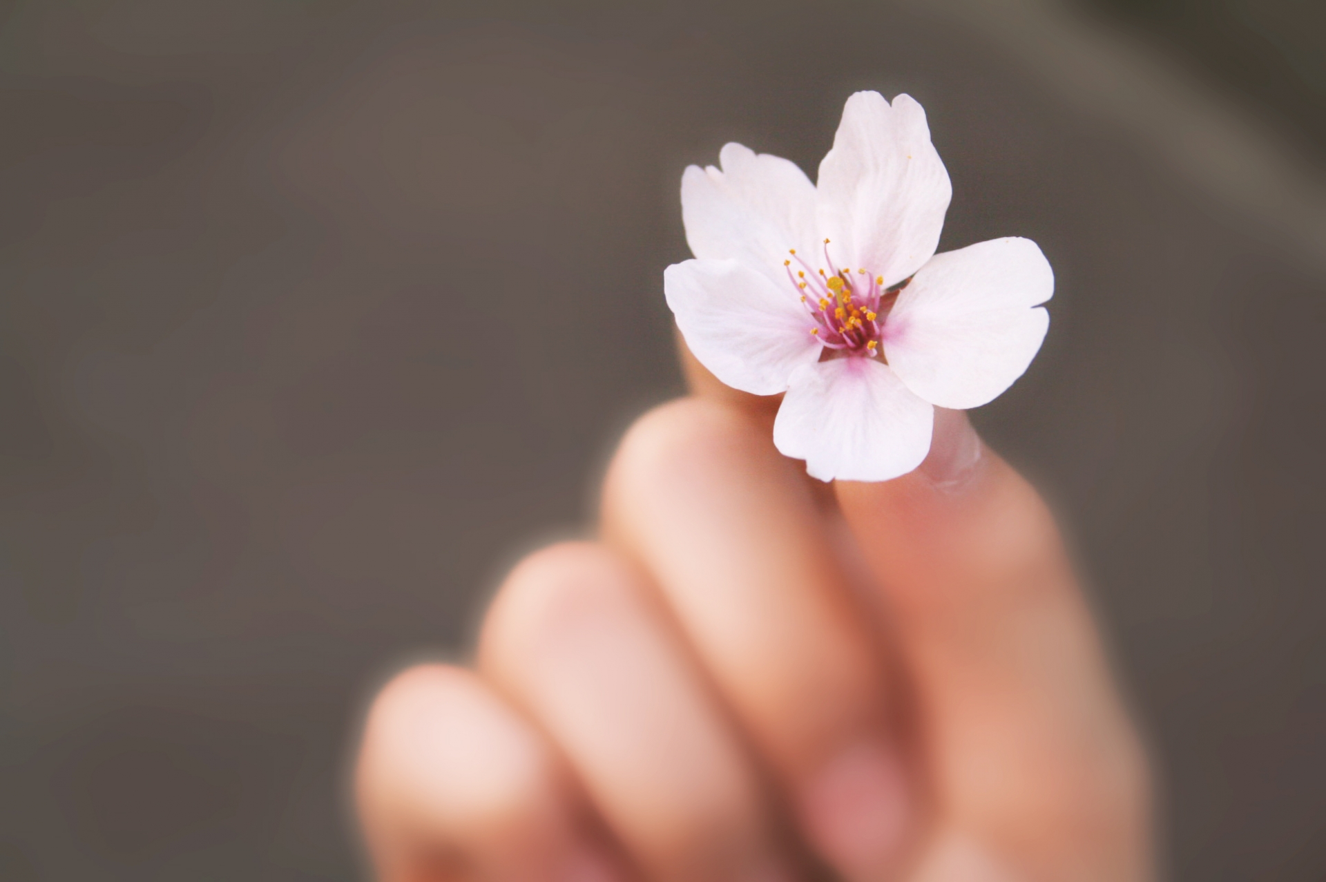 【桜＆春の花 2016シーズン】宮城県北のお花見スポット・お祭り・お花見イベント情報を、まとめ記事形式でご紹介するコーナーです♪