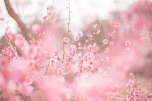 【４月上旬～下旬予定】佐藤農場梅園開放｜農場いっぱいに咲いた色鮮やかな梅の花が